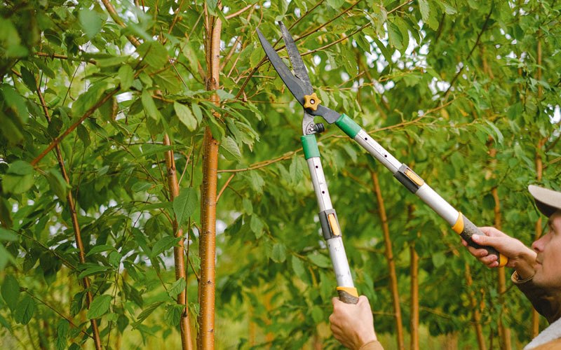 Tree trimming in Vernal, UT